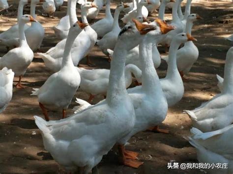 鵝孵蛋|種肉鵝飼養管理指引